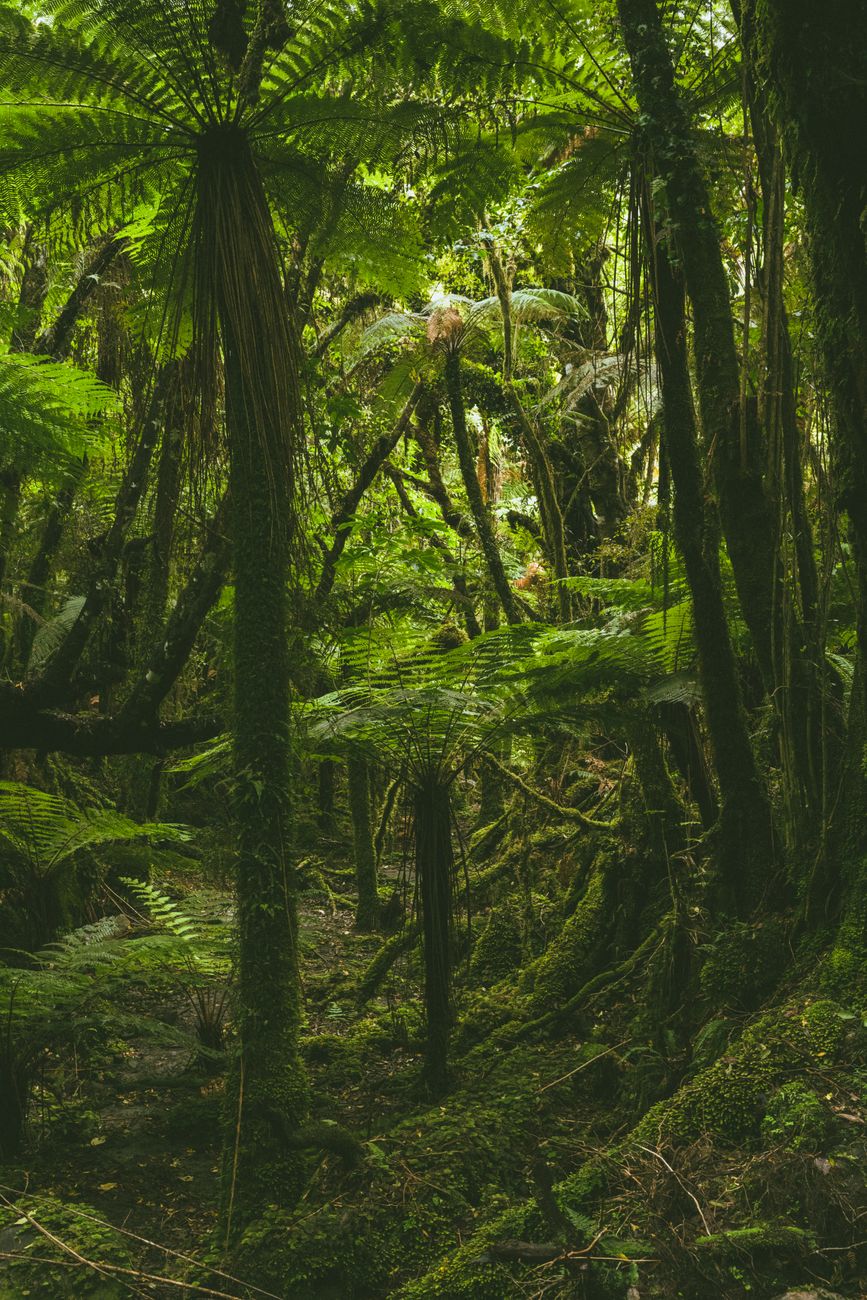 Emerald moss covered native trees and ferns in lush rainforest
