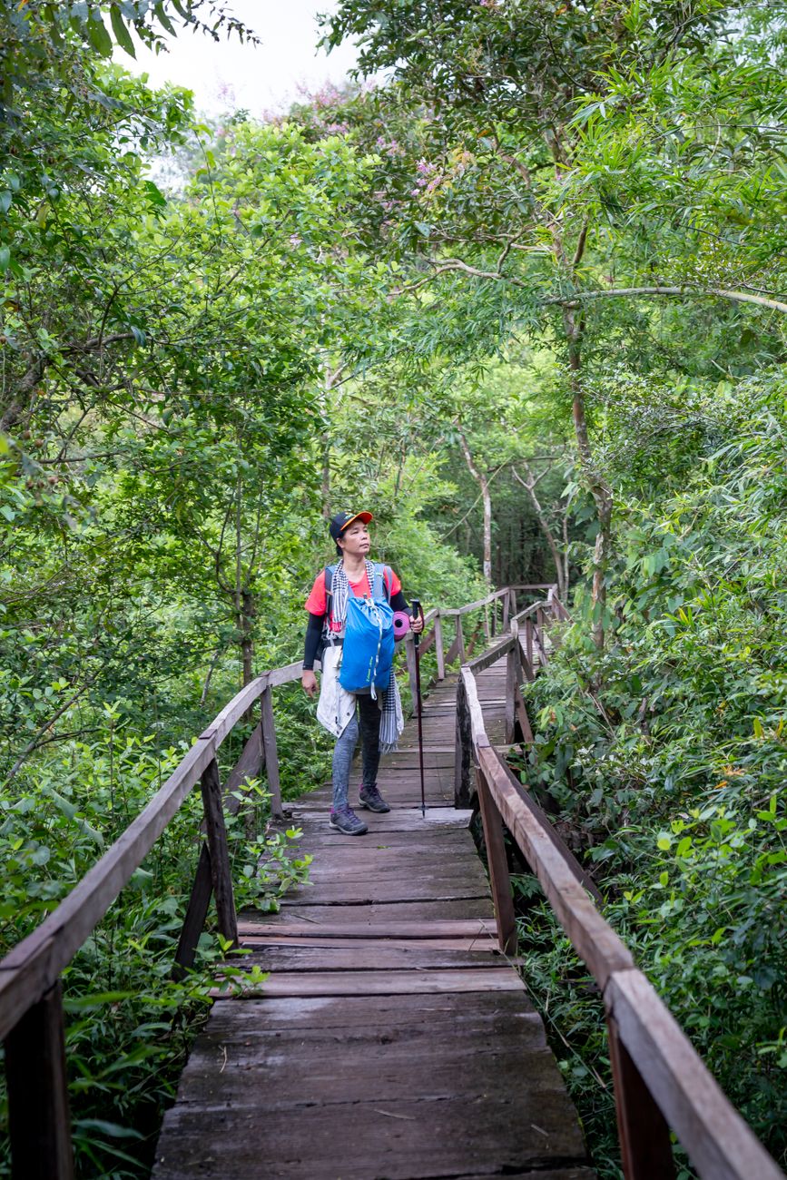 Backpacker walking along mossy boardwalk in beech forest
